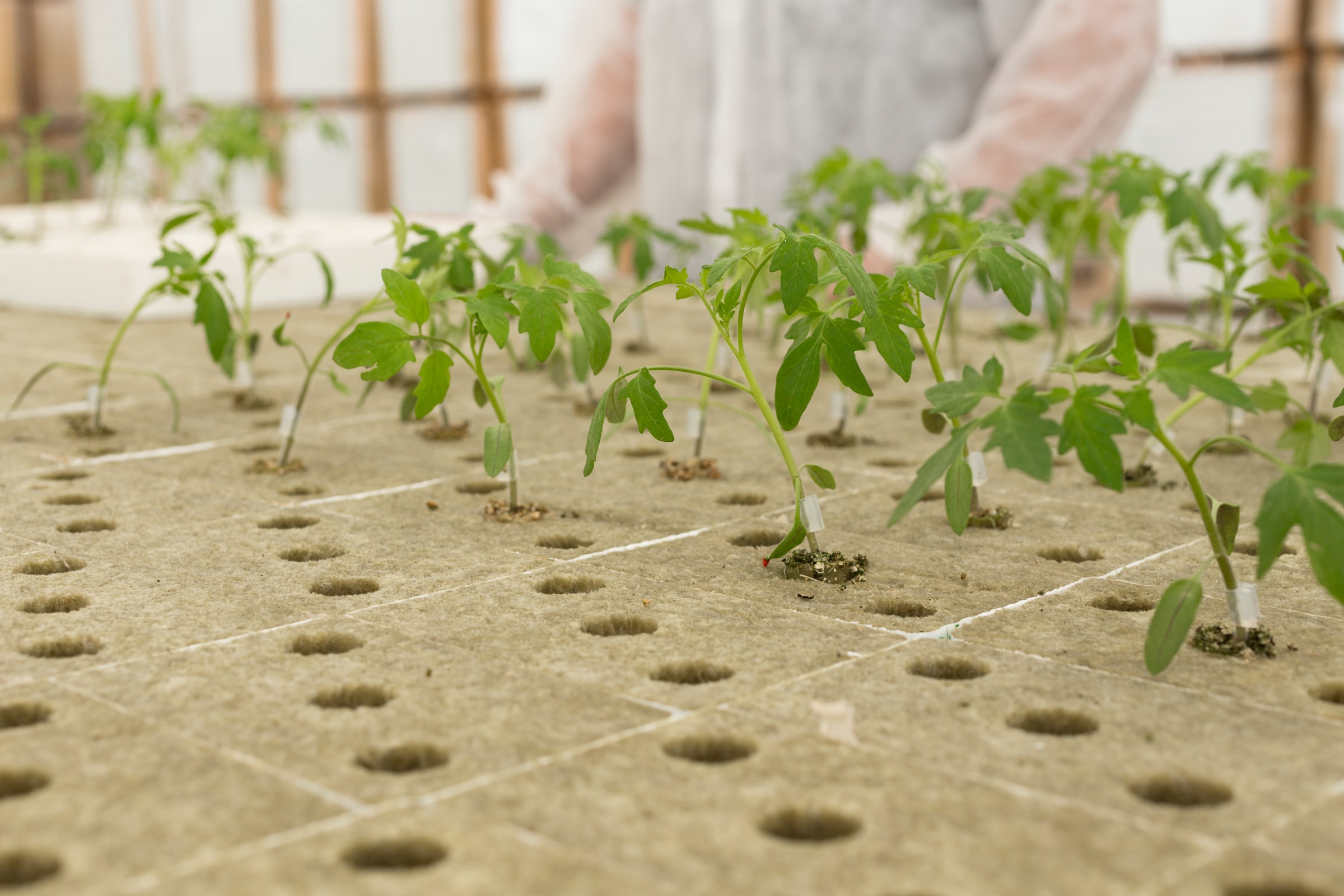 Plant Project  Um doce problema